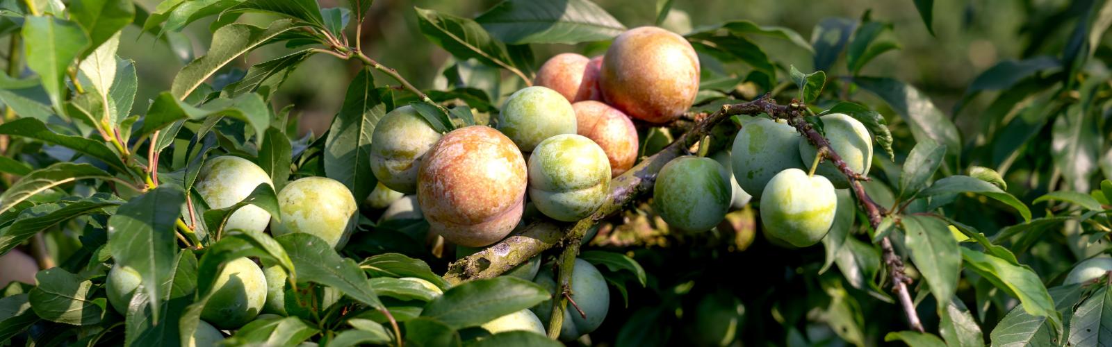 Prunus Domestica : Guide Complet pour la Culture des Pruniers