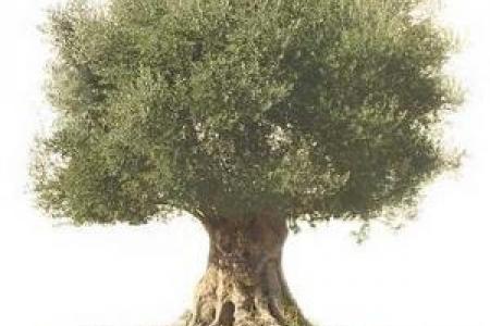 Les oliviers centenaires et millénaires : notre sélection