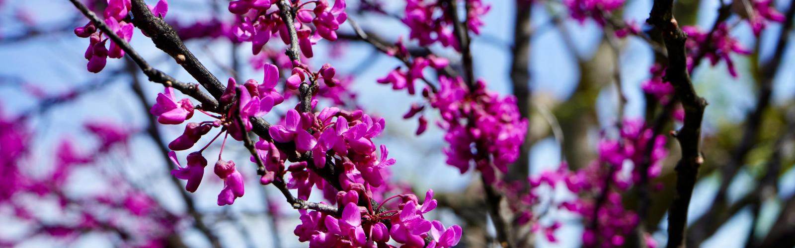 Arbre de Judée : Guide complet pour cultiver et admirer sa floraison spectaculaire