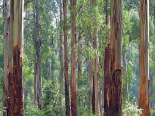 Eucalyptus Gunnii : L'Arbre à l'Écorce d'Argent