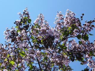 Paulownia tomentosa : Guide complet pour cultiver l'arbre impérial majestueux