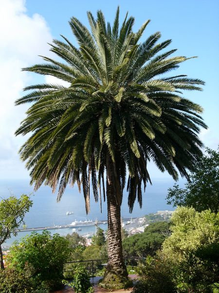 Palmier phoenix sur la Côte d'Azur (Var / Bouches-du-Rhône)