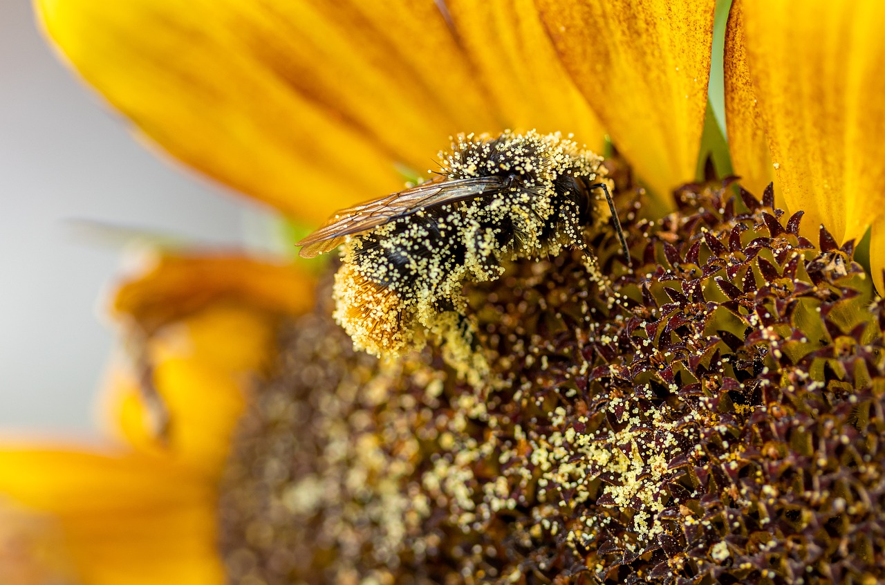 Abeille pollen tournesol