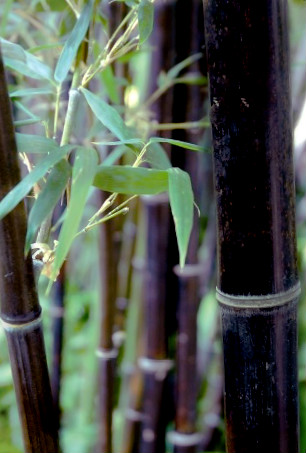Bambous noir