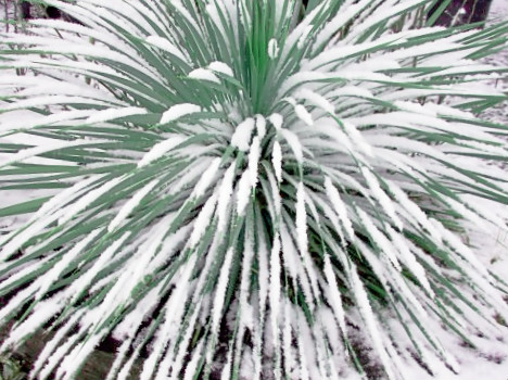 Yucca rostrata résistant au froid